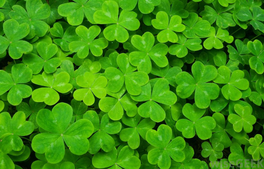 Kiss Me, I'm Irish! How the Shamrock Illustrates Balance